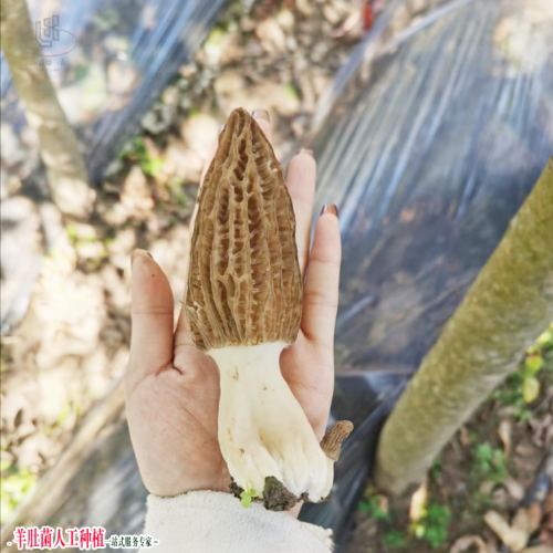大棚羊肚菌种植 羊肚菌菌种在哪里购买 羊肚菌种植技术培训