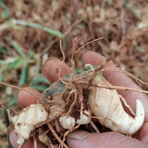 清镇黄精苗基地包技术 黄精苗哪里有联系 贵州黄精种植基地在哪里