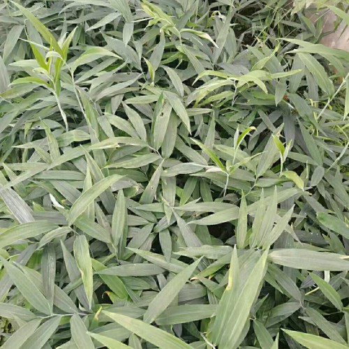 毕节现挖黄精苗子图片 黄精苗是怎么样的 黄精哪里产的好