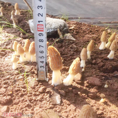 青海优质羊肚菌加盟种植 羊肚菌销售渠道介绍 怎么样