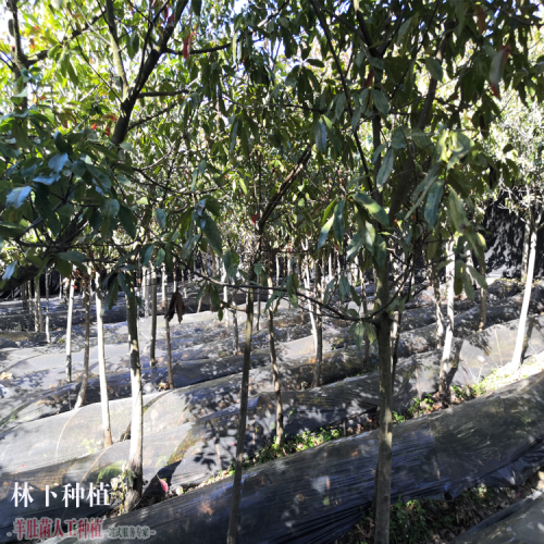 广西羊肚菌多少钱一斤 大量羊肚菌收购公司 怎么样