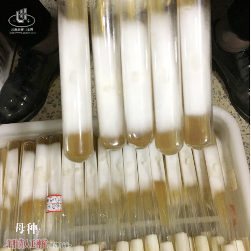 广东优质羊肚菌加盟种植 羊肚菌销售渠道介绍 怎么样