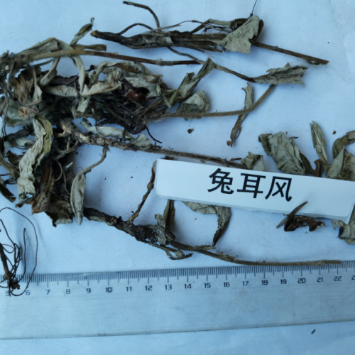 兔耳风的功效和作用