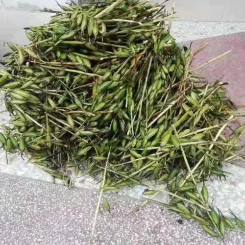 眉山 【毛慈菇苗】咋卖的呢 毛慈菇苗怎么培植 毛慈菇有几个品种