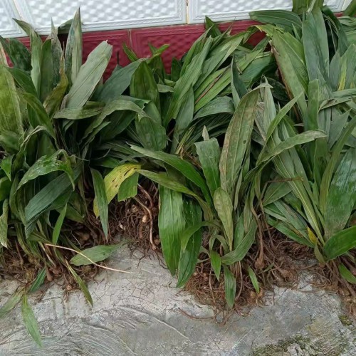 昭通 毛慈菇种子能繁殖能出来苗吗 毛慈菇苗价格多少钱 毛慈菇种植技术视频