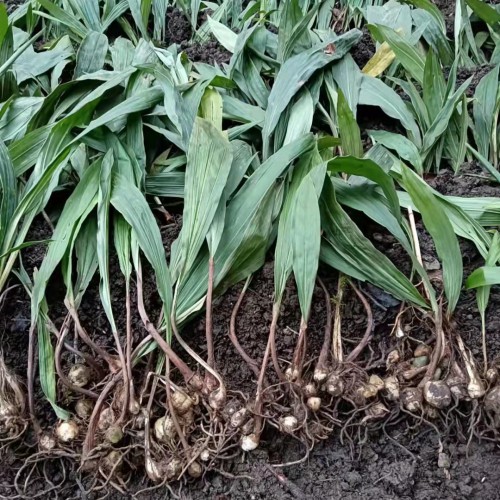 云南 【毛慈菇苗】苗好多钱一株 毛慈菇苗瓶苗价格 毛慈菇有几个品种