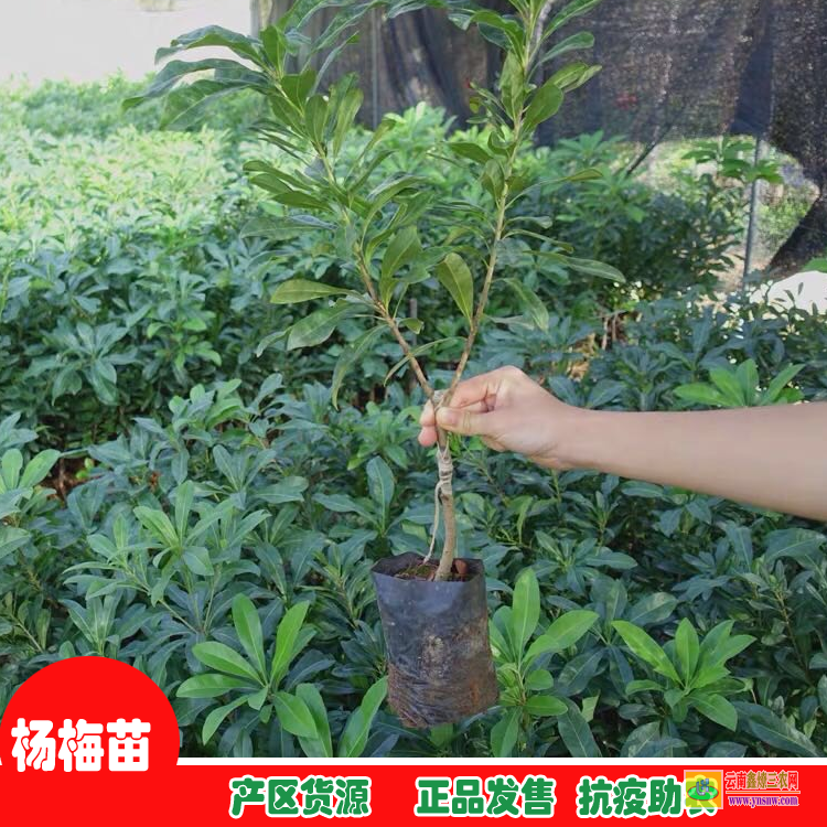普洱东魁杨梅苗多少钱一棵 湖南怀化杨梅苗基地 东魁杨梅苗几年结果