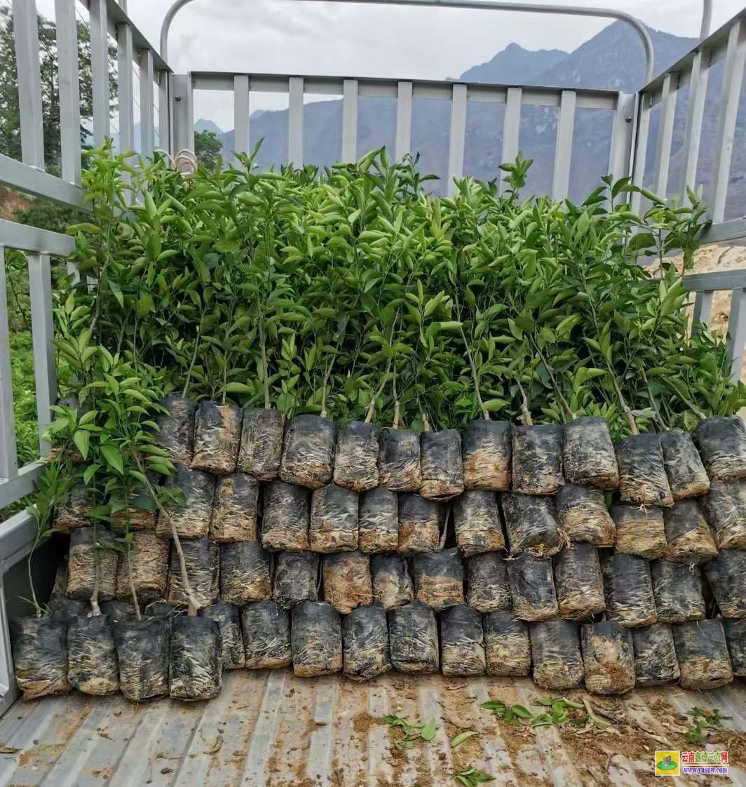 黔南杨梅苗多少钱一棵 湖南怀化杨梅苗基地 东魁杨梅苗几年结果