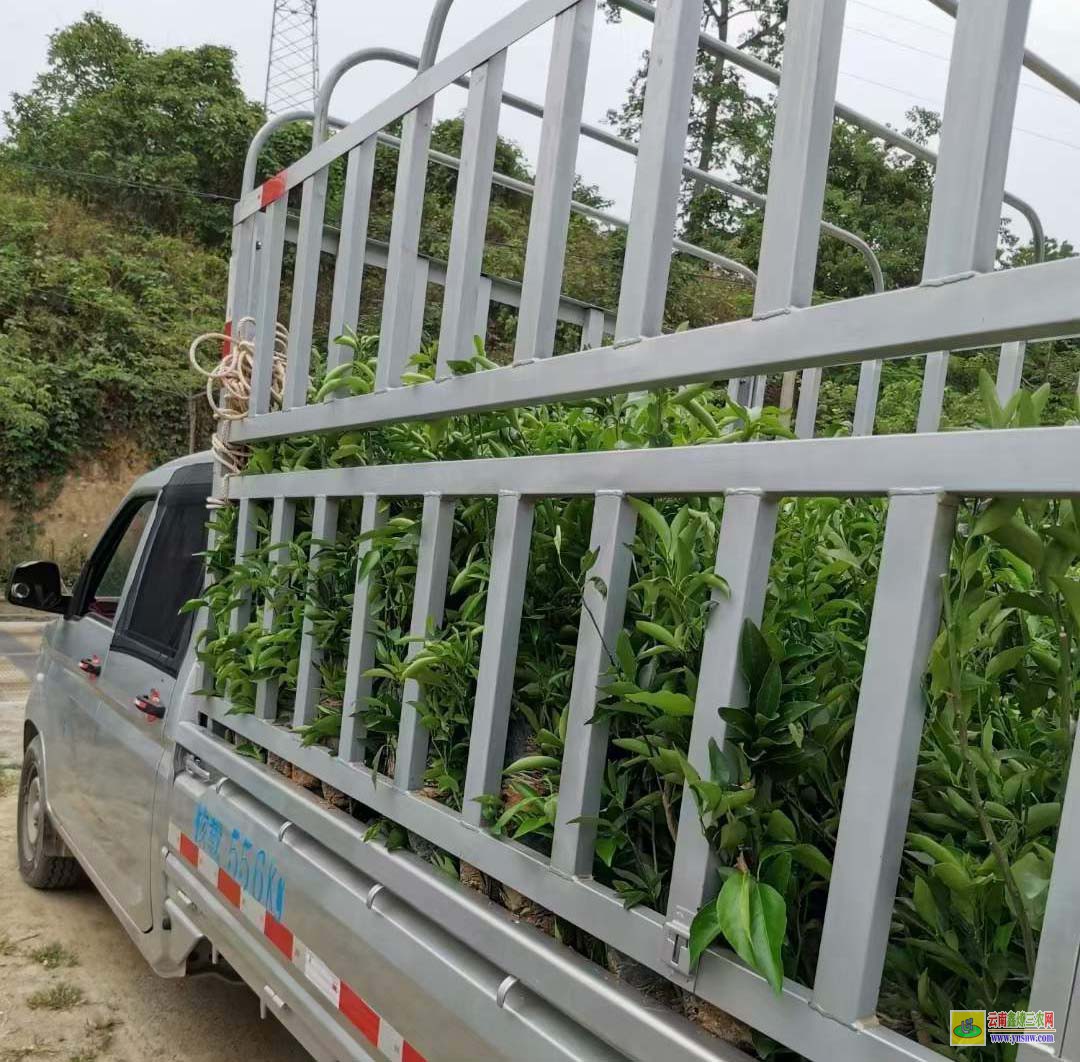 毕节东魁杨梅苗多少钱一棵 湖南靖州杨梅苗基地 杨梅树大枝修剪