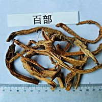 求购大量百部