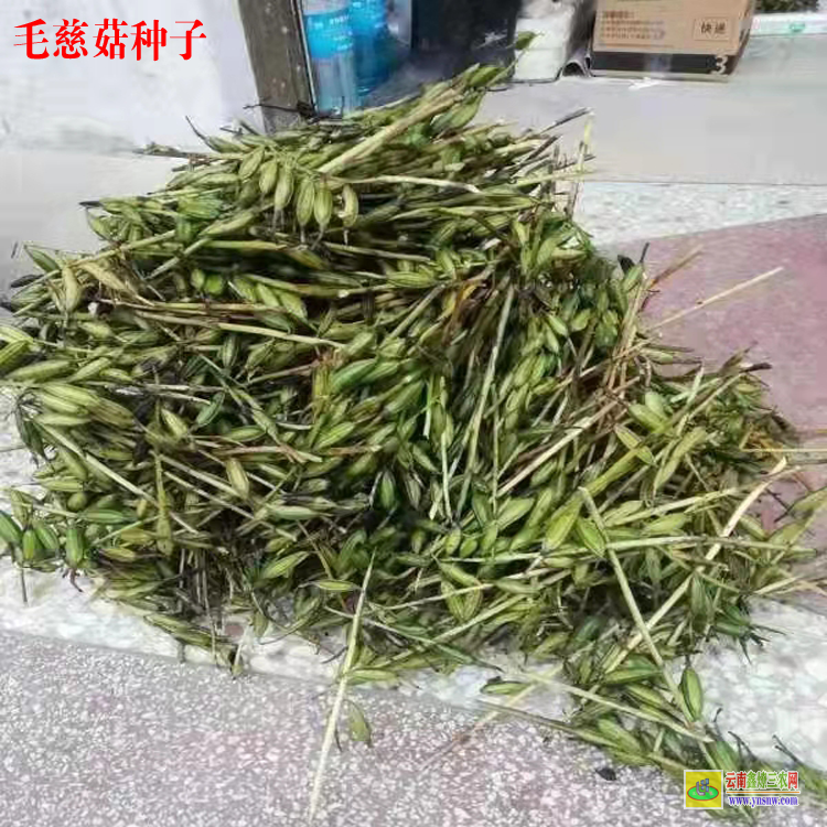 普洱毛慈菇苗价格 毛慈菇苗价格多少钱 毛慈菇种植技术