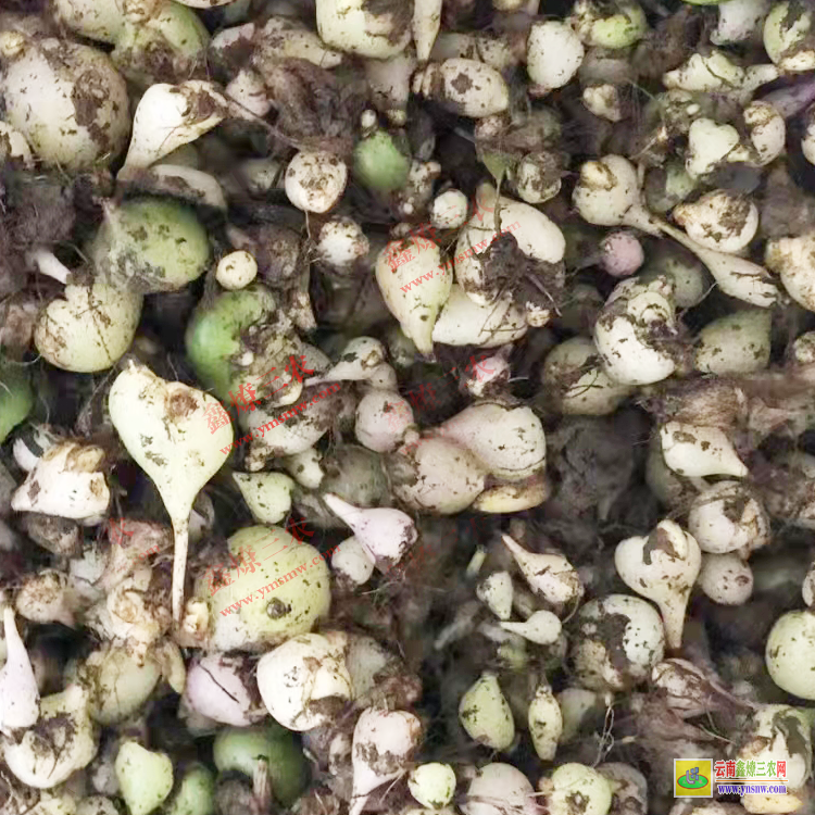 澳门毛慈菇的功效与作用 毛慈菇种子催芽技术 毛慈菇图片大全价格