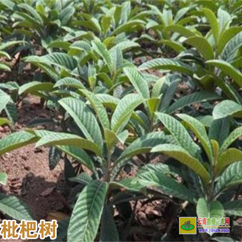 吉林枇杷苗多少钱一棵 云南蒙自枇杷苗基地 大五星枇杷苗在什么地方