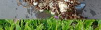 湖南白芨驯化苗 白芨苗木供货方案 哪里有白芨苗