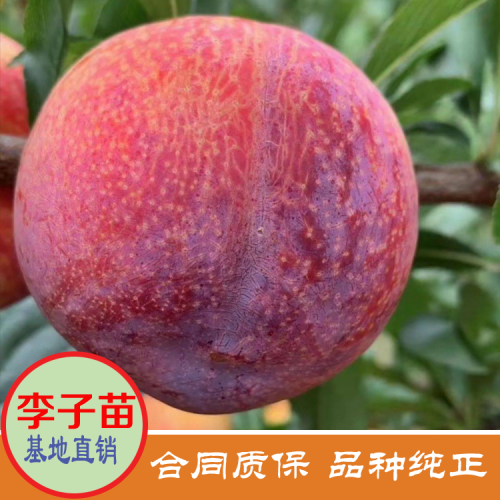 海南三亚蜂糖李子苗批发 李子苗价格 大红袍李子苗价格