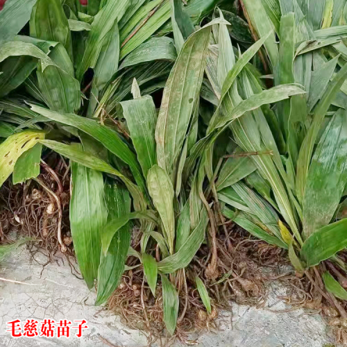 广元 毛慈菇种子多少钱一斤 毛慈菇苗价格多少钱 毛慈菇组培苗