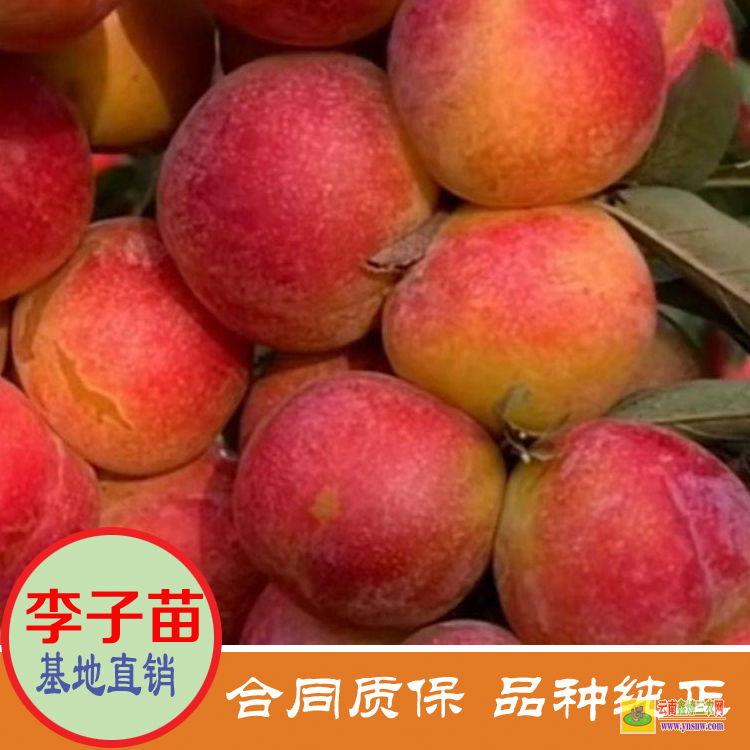 辽宁阜新李子苗价格果树小苗 美国恐龙蛋李子苗价格 晚熟李子苗价格