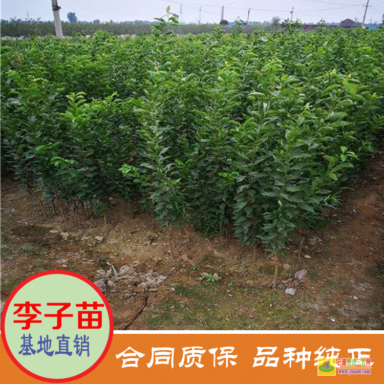 辽宁营口蜂糖李子苗批发 黄金李子苗价格是多少 晚熟李子苗价格