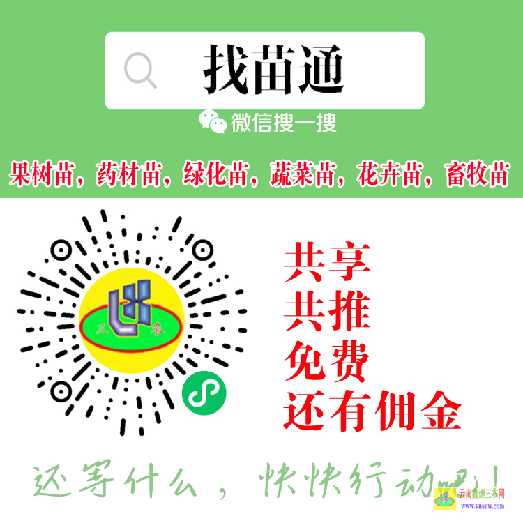 沧源蔬菜苗蔬菜买卖供享平台 微信搜一搜[找苗通] 花卉苗木平台怎么做