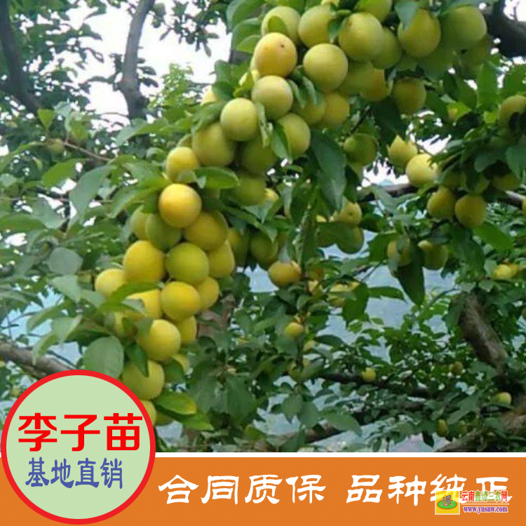 山东泰安李子苗价格果树小苗 美国恐龙蛋李子苗价格 晚熟李子苗价格