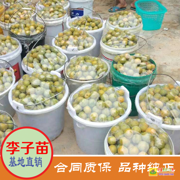 云南德宏李子苗价格果树小苗 美国恐龙蛋李子苗价格 晚熟李子苗价格