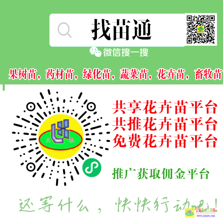 建水苹果树苗苹台 微信搜一搜[找苗通] 果树苗平台