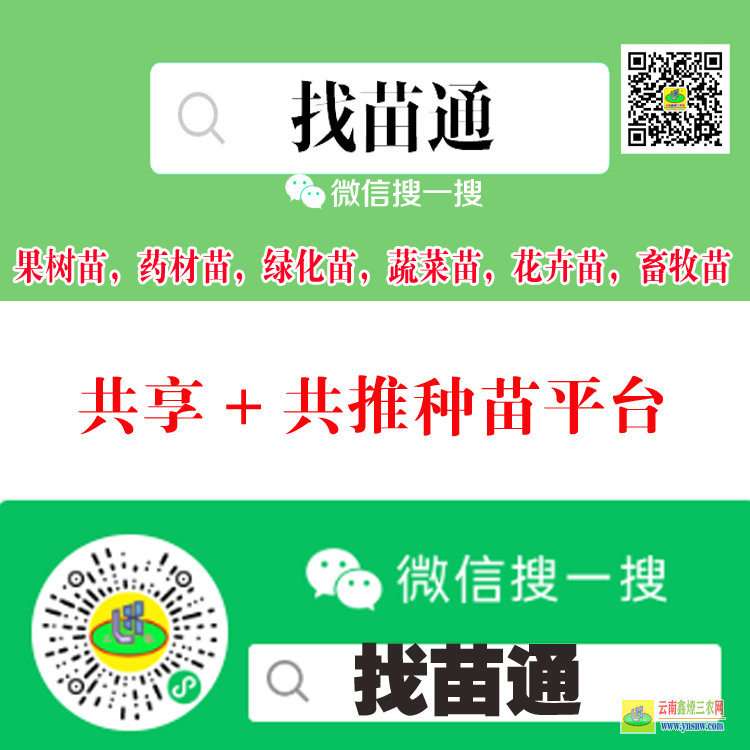 建水苹果树苗苹台 微信搜一搜[找苗通] 果树苗平台