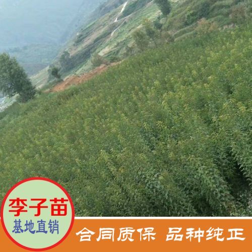 甘肃嘉峪关李子苗价格果树小苗 美国恐龙蛋李子苗价格 大红袍李子苗价格