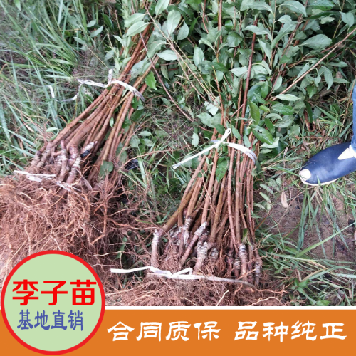 湖南衡阳李子苗价格是多少 黄金李子苗价格是多少 黄金李子苗价格是多少