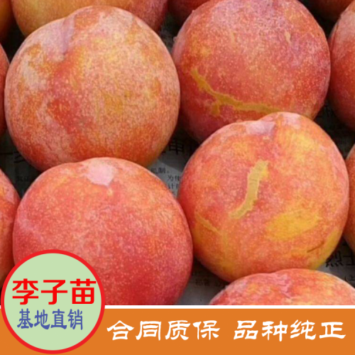 河南南阳李子苗价格是多少 美国恐龙蛋李子苗价格