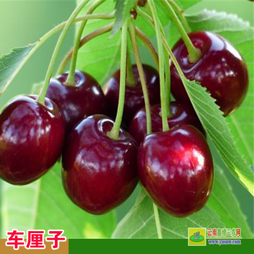 开远车厘子树苗批发 汉源车厘子树苗 湖北车厘子树苗