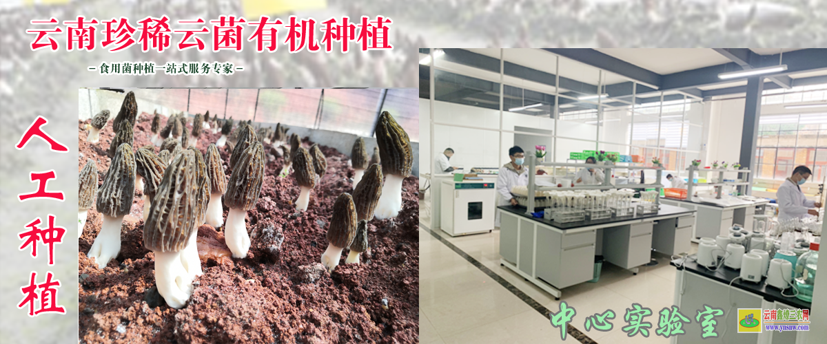 开远云南羊肚菌种植 丽江羊肚菌种植基地 云南省羊肚菌种植