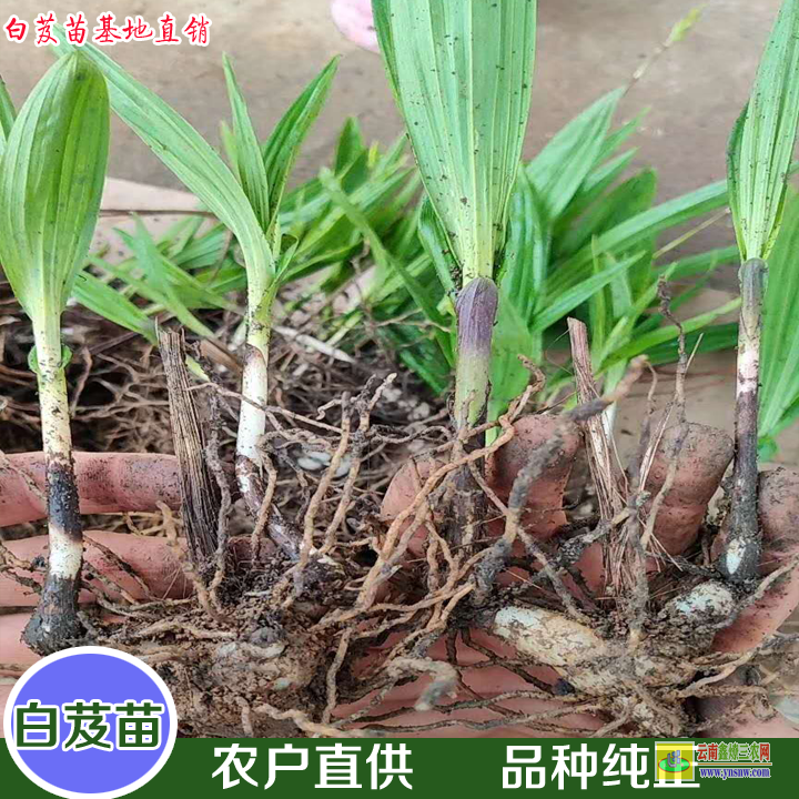 关岭毛慈菇图片 山慈菇全株图片 毛慈菇价格多少一公斤干货