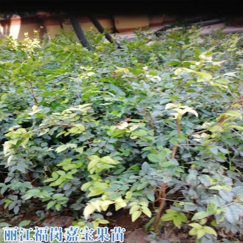 东风乡福岗嘉宝果苗价格 嘉宝果树施什么肥才长果 嘉宝果树葡萄价格
