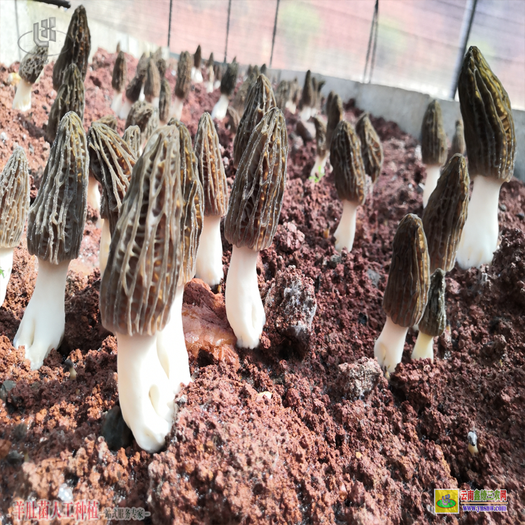 开远昆明哪里有羊肚菌种植 云南羊肚菌种植基地 云南省羊肚菌种植