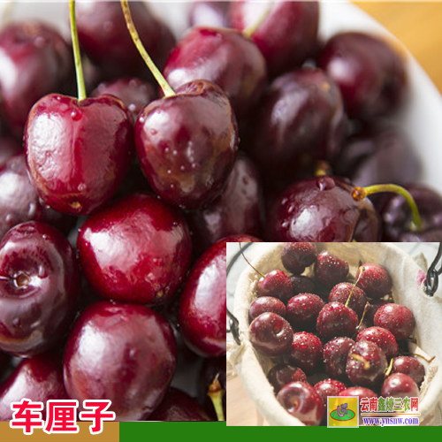麒麟车厘子树苗哪里有卖 美国进口车厘子树苗 汶川车厘子树苗