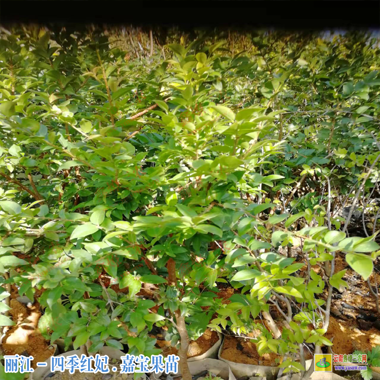 晋宁莎巴嘉宝果苗图片 嘉宝果树价格多少钱一棵 嘉宝果树葡萄价格