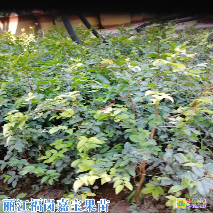 弥勒莎巴嘉宝果苗图片 四季红妃嘉宝果树苗哪里有 嘉宝果树葡萄价格
