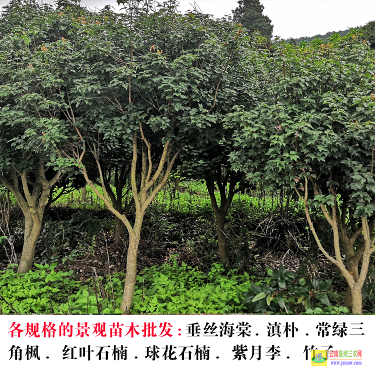 元江昆明花卉基地 昆明花卉基地 昆明绿化苗木