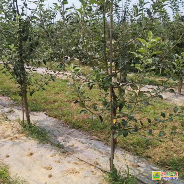 南明8号苹果苗 云南昭通苹果苗联系方式 泰安苹果苗
