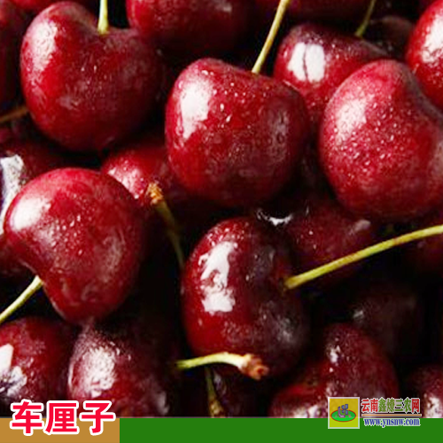 富源矮化车厘子树苗 3年的车厘子树苗价格 车厘子树苗基地