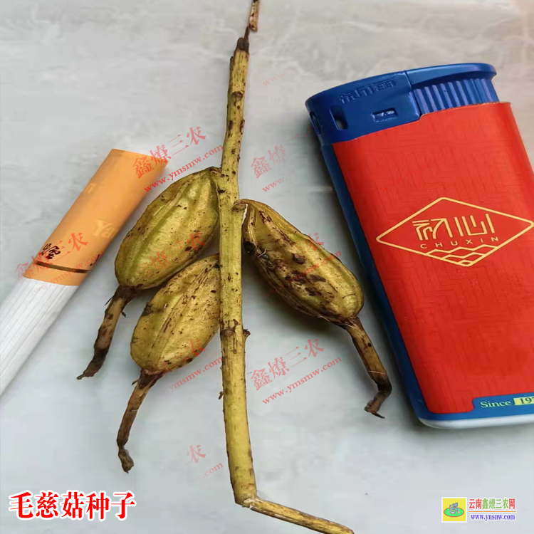 通化山慈菇全株图片 毛慈菇种子怎么育苗 毛慈菇怎样种植