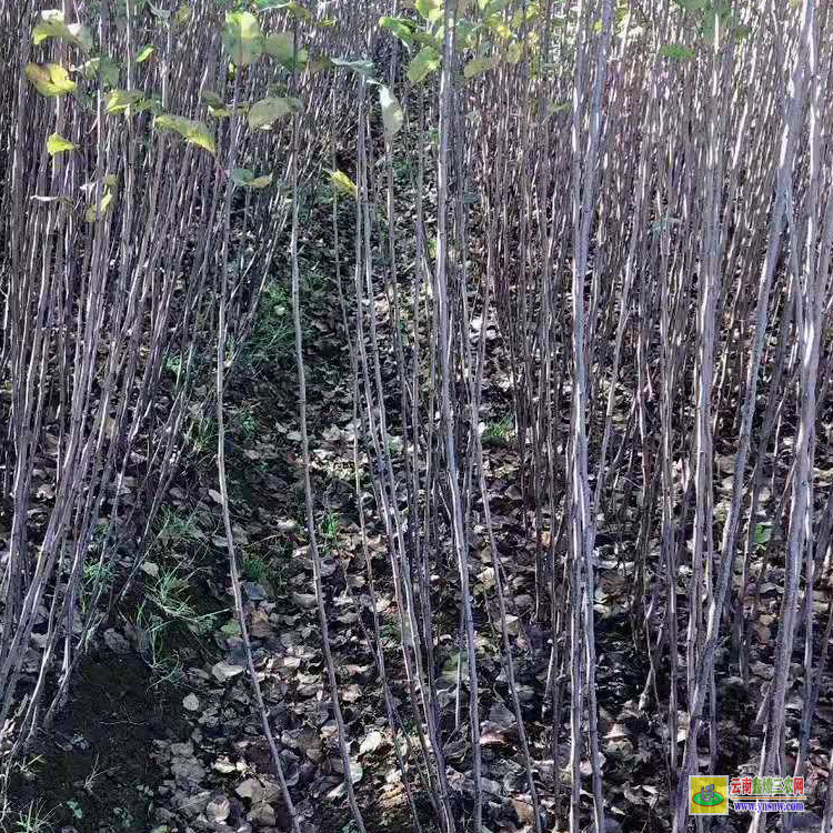 思茅8号苹果苗 云南昭通苹果苗联系方式 泰安苹果苗