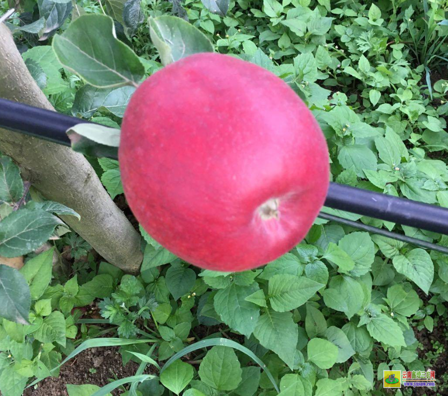 盐津山东苹果苗 云南新品种苹果苗采购 早熟苹果苗