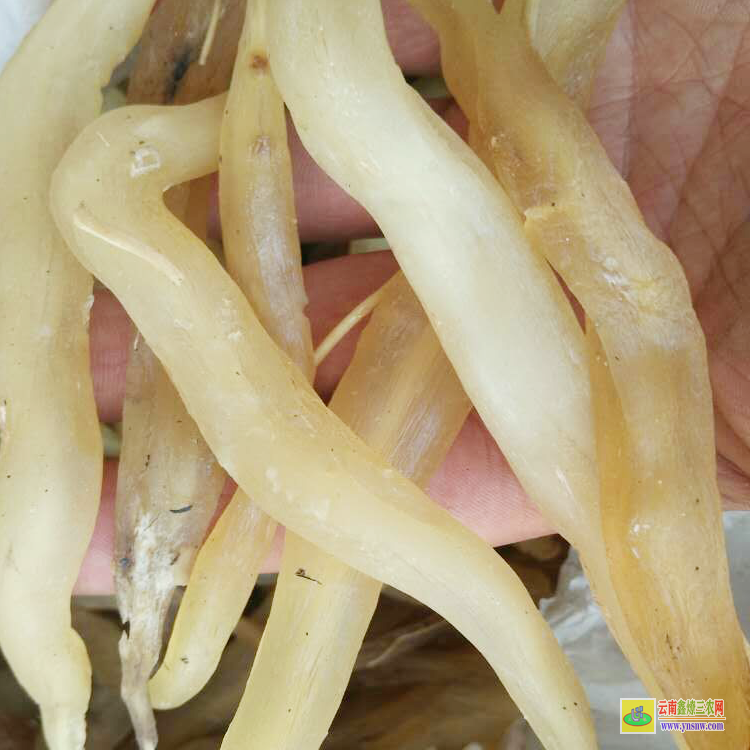 湖南中药天冬价格 天冬市场价格 聚天冬氨酸价格