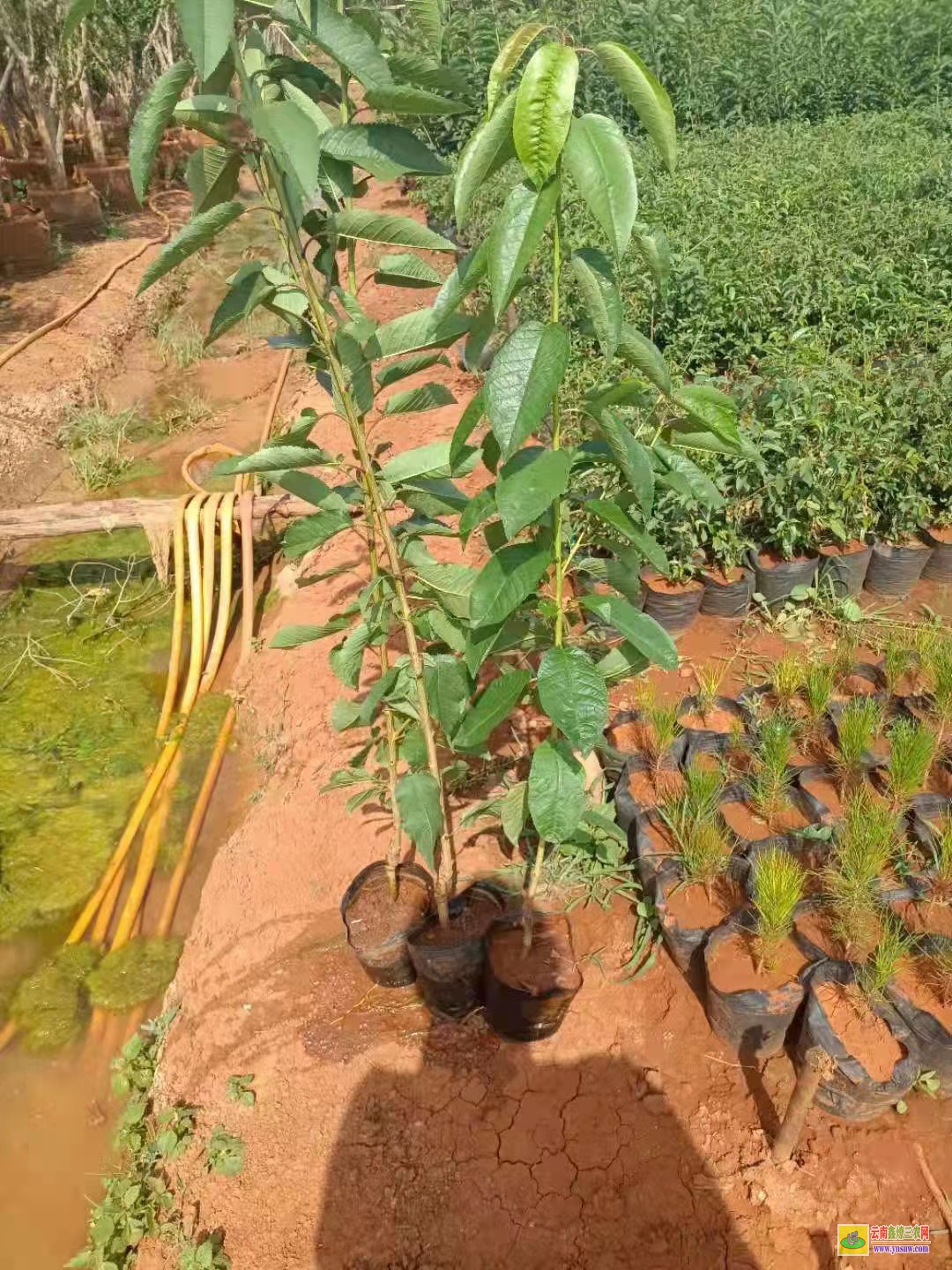 永德车厘子树苗哪里有卖 成都车厘子树苗 车厘子树苗种植