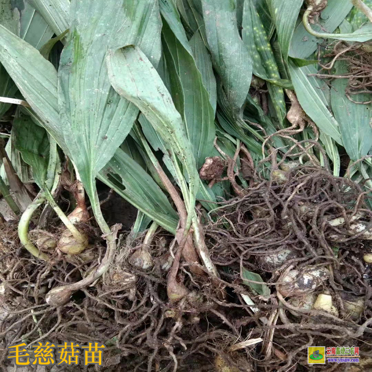 山西毛慈菇的苗什么价格 毛慈菇苗瓶苗价格 毛慈菇苗多少钱一斤
