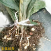 陕西毛慈菇苗图片 毛慈菇苗价格多少一公斤 毛慈菇会消苗吗