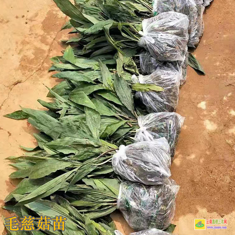 山西毛慈菇图片大全价格 毛慈菇苗子 毛慈菇会消苗吗