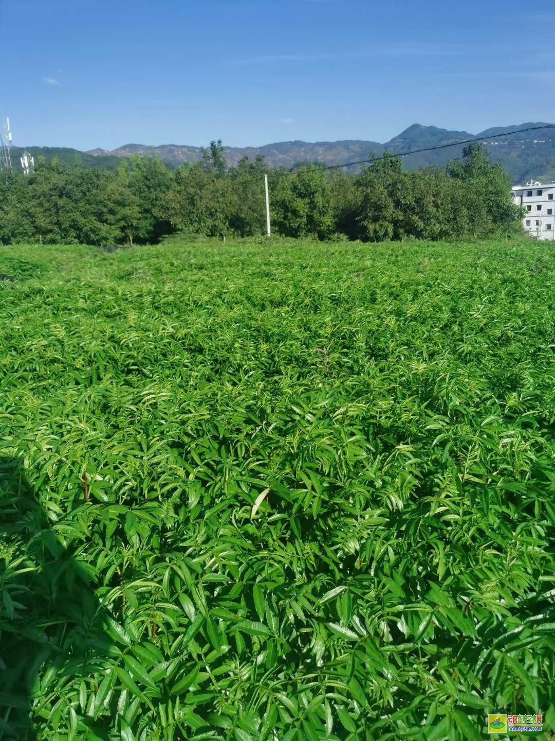 自贡花椒苗基地 河北花椒苗 花椒苗哪有